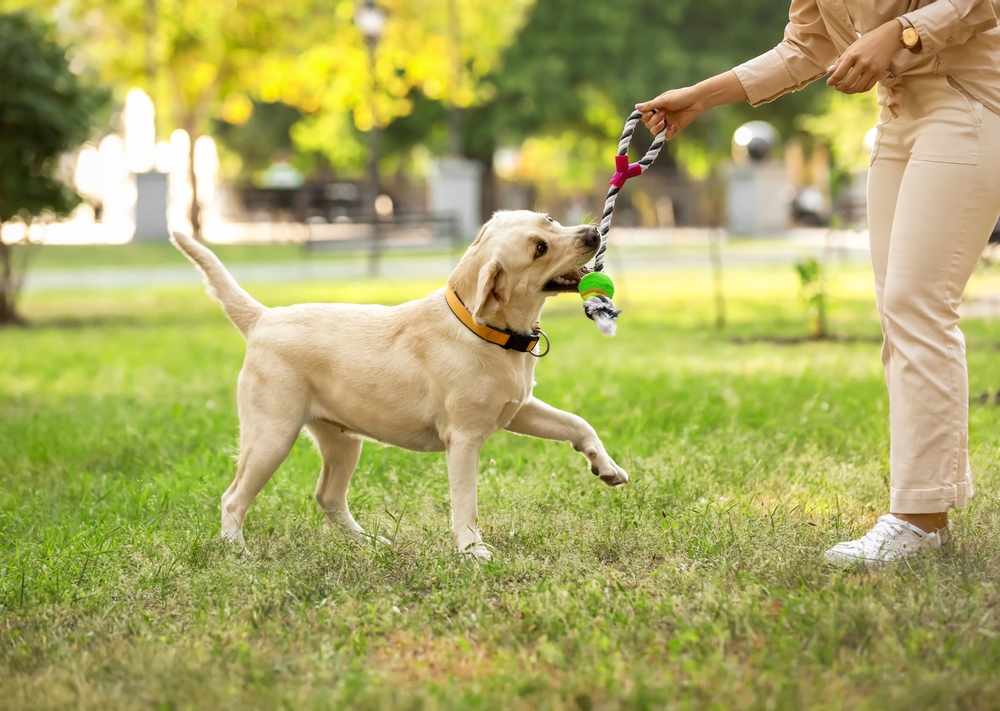 Woman,Playing,With,Labrador,In,Park,On,Summer,Day